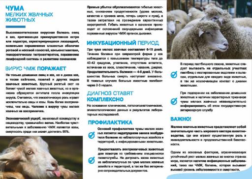 Памятка" Чума мелких жвачных животных"