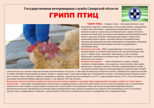 Памятка грипп птиц