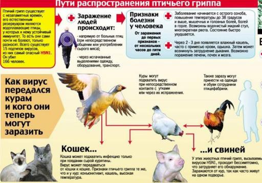 Памятка пути распространения птичьего гриппа