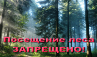 Запрет на посещение лесов